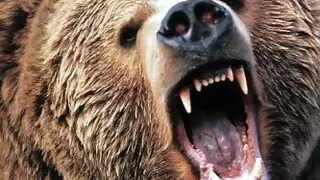 Memphis Grizzlies: Los osos salen de su letargo