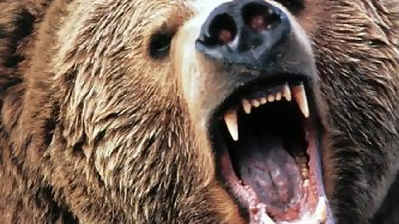Memphis Grizzlies: Los osos salen de su letargo