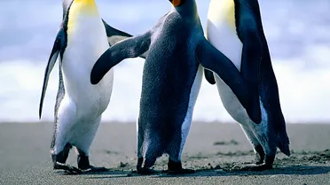 Anthony Davis puede ser el nuevo Larry Johnson  con el que los Hornets inicien su reconstrucción